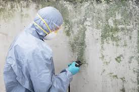 Best Mold Prevention Services  in Winnsboro, TX